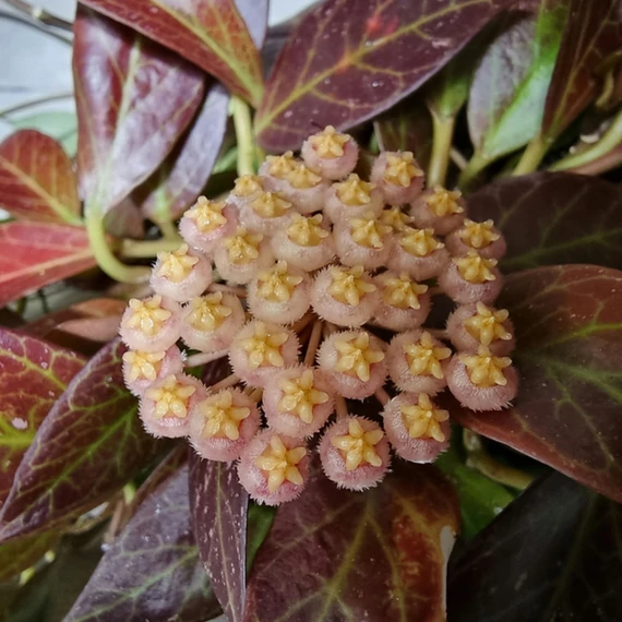 Hoya Sunrise