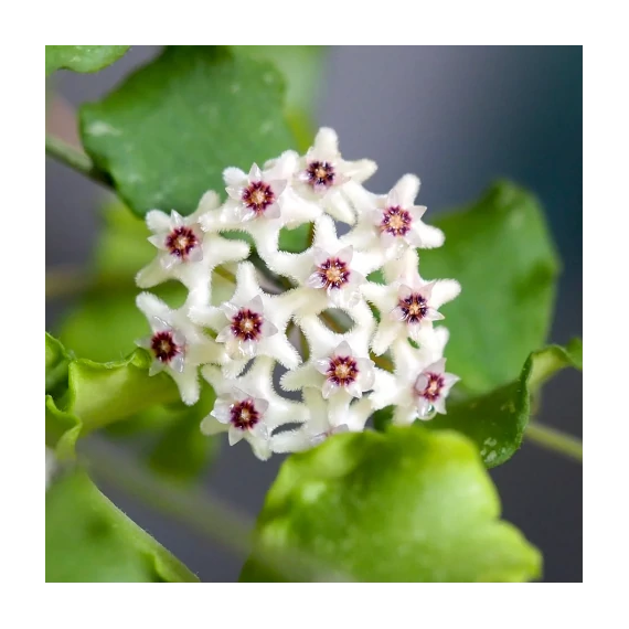 Hoya kanyakumariana