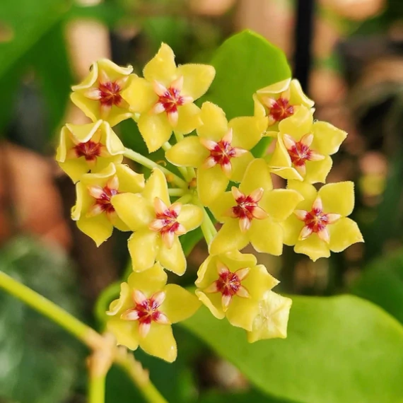 Hoya diptera