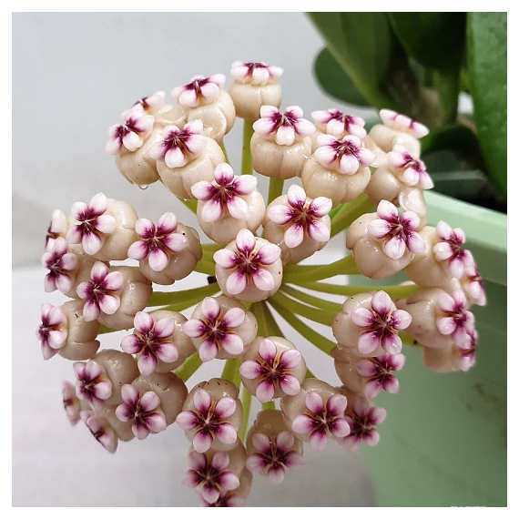 Hoya pachyclada