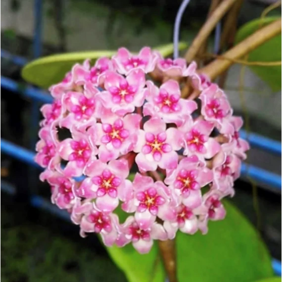 Hoya sweet scent