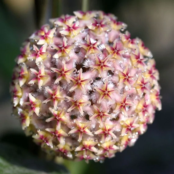 Hoya erythrostemma 'ut 048'