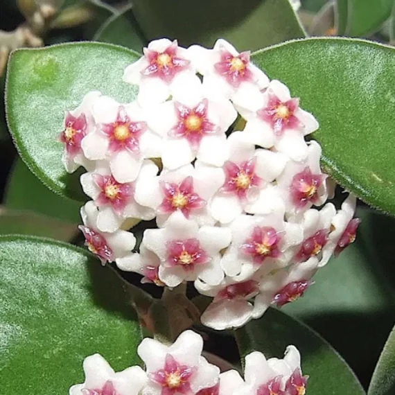 Hoya nummularioides