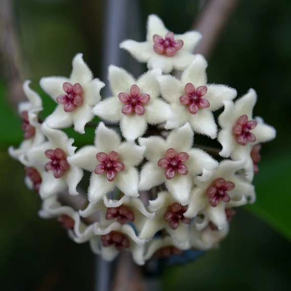 Hoya graveolens