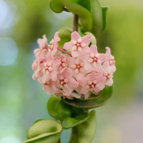 Hoya carnosa 'Compacta Mauna Loa'