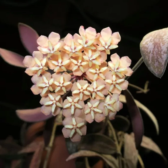 Hoya sigillatis 'Round Form'