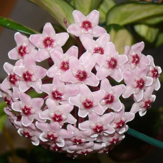 Hoya carnosa 'Tricolor'