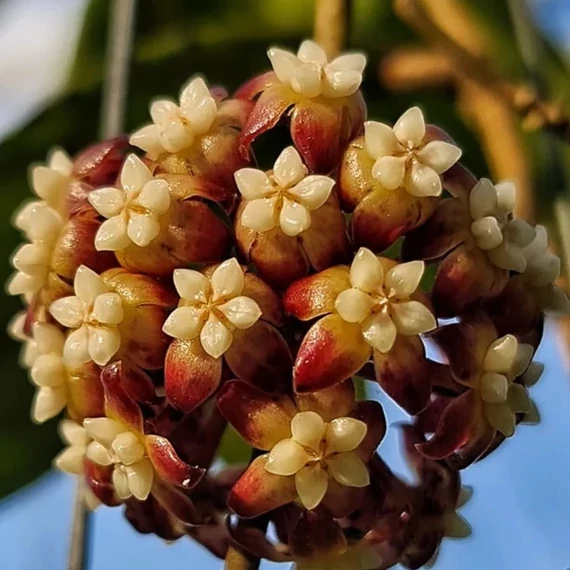Hoya callistophylla
