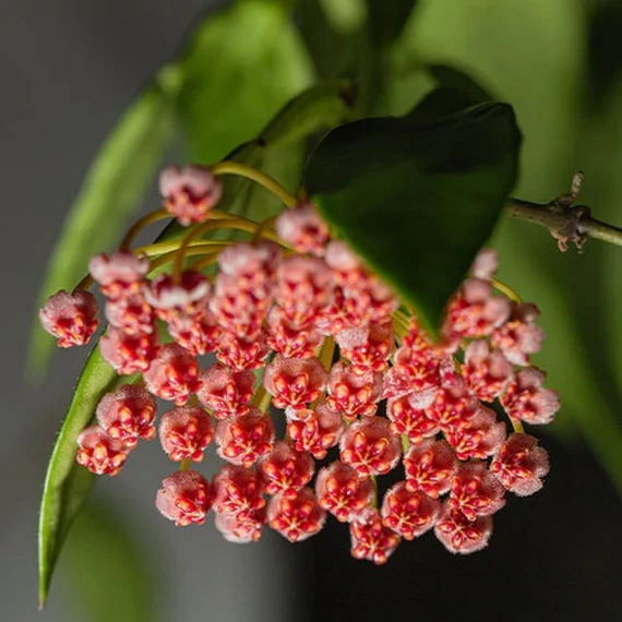 Hoya memoria gracilis