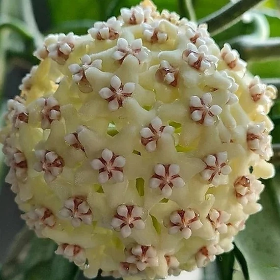 Hoya villosa