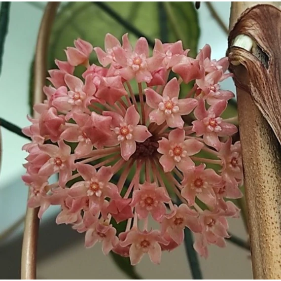 Hoya 'Sarawak Cream'