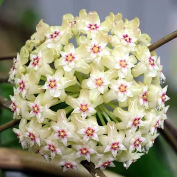 Hoya 'Wayang Splash'