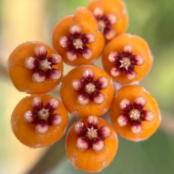 Hoya waymaniae