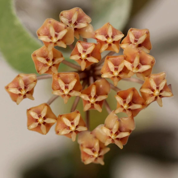 Hoya sp. GPS-7240
