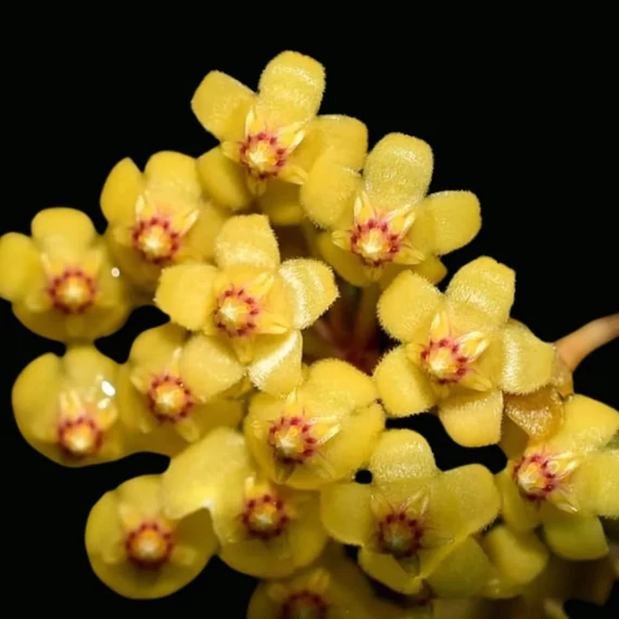 Hoya puber