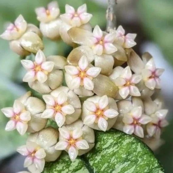 Hoya crassipetiolata 'Splash Round Leaf'