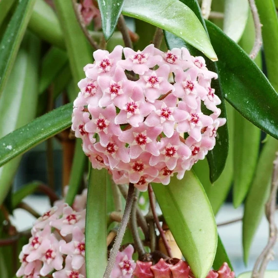 Hoya minibelle