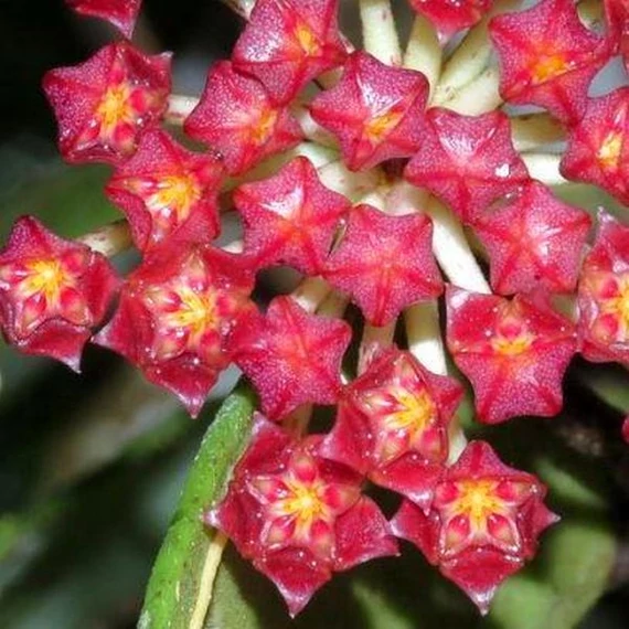 Hoya rundumensis 'Splash'
