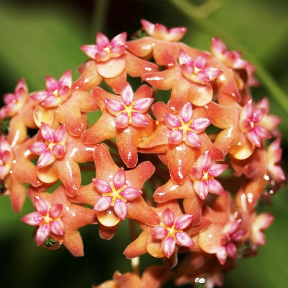 Hoya fitchii