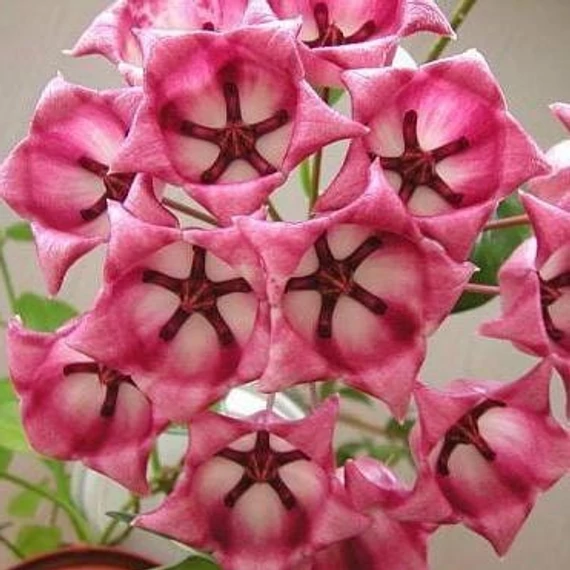 Hoya archboldiana