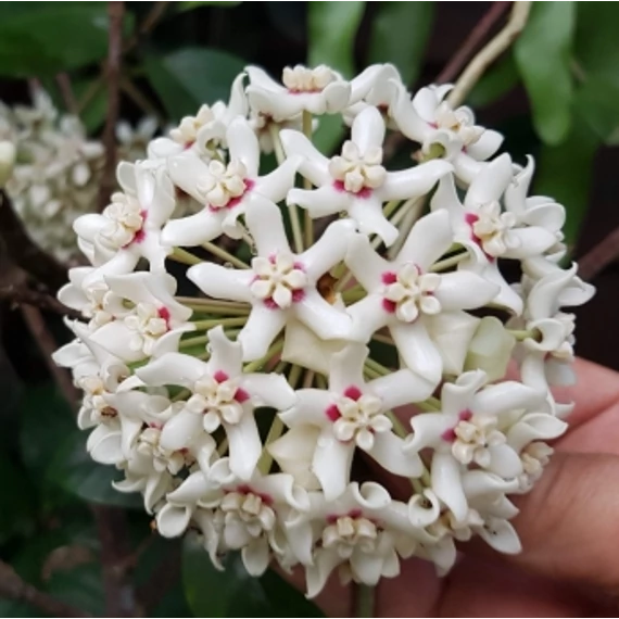 Hoya australis
