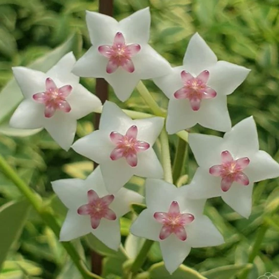 Hoya Bella