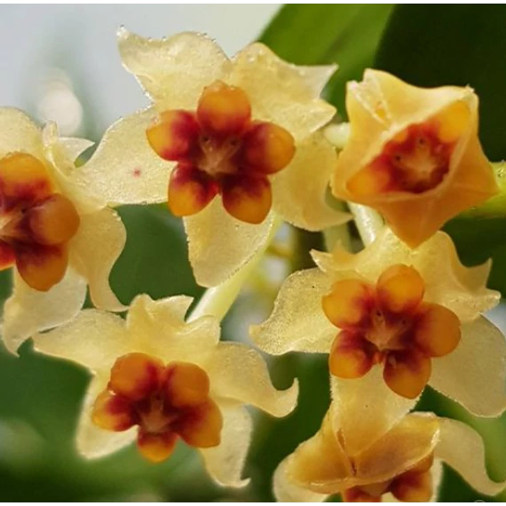 Hoya burmanica