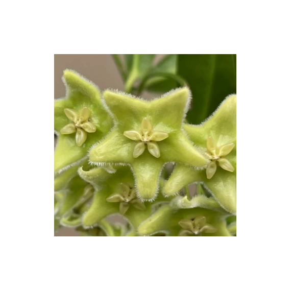 Hoya chlorantha