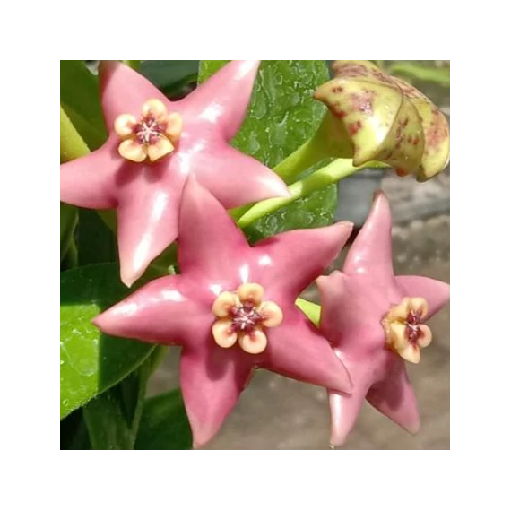 Hoya coronaria 'Pink'