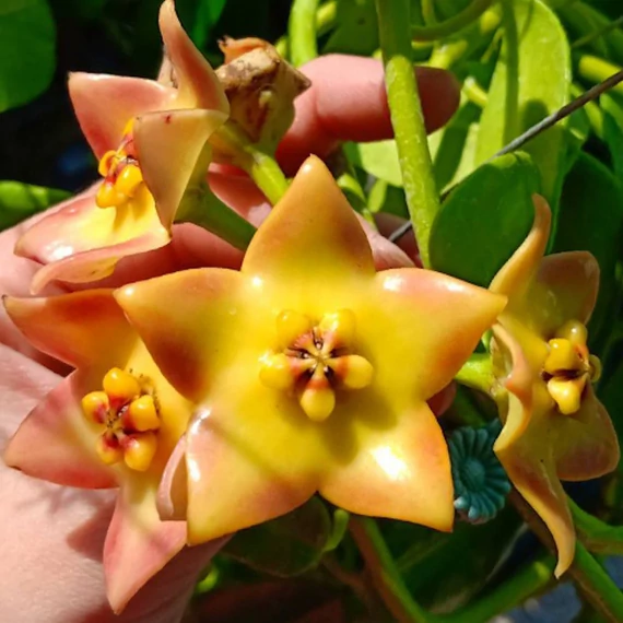 Hoya cv. Ruthie