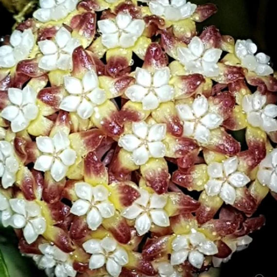 Hoya cv. jennifer