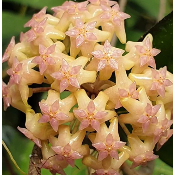 Hoya cv. noelle