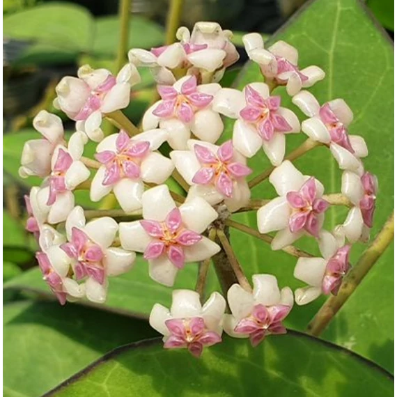 Hoya cv. patcharawalai