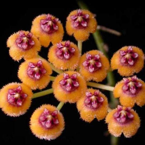 Hoya endauensis