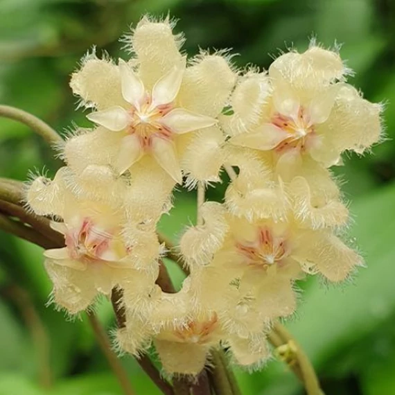 Hoya erythrina 'Red'