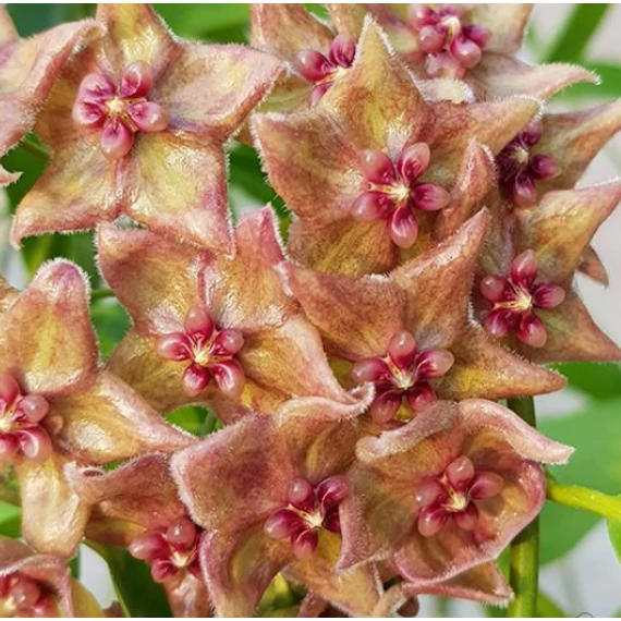 Hoya filiformis