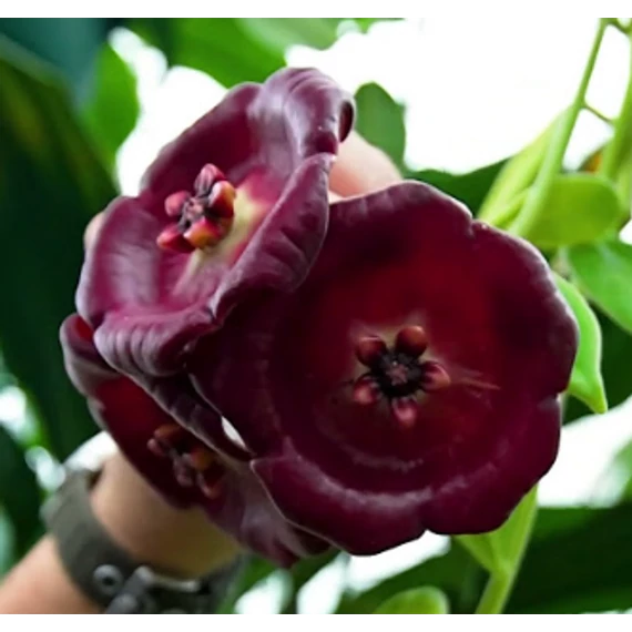 Hoya gigas