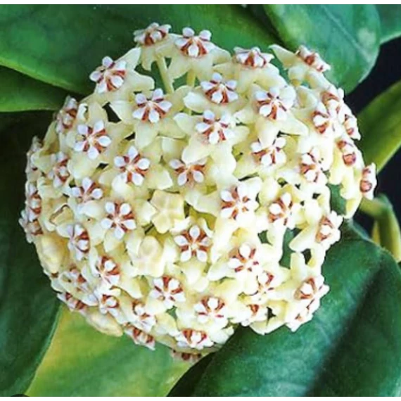 Hoya globulosa