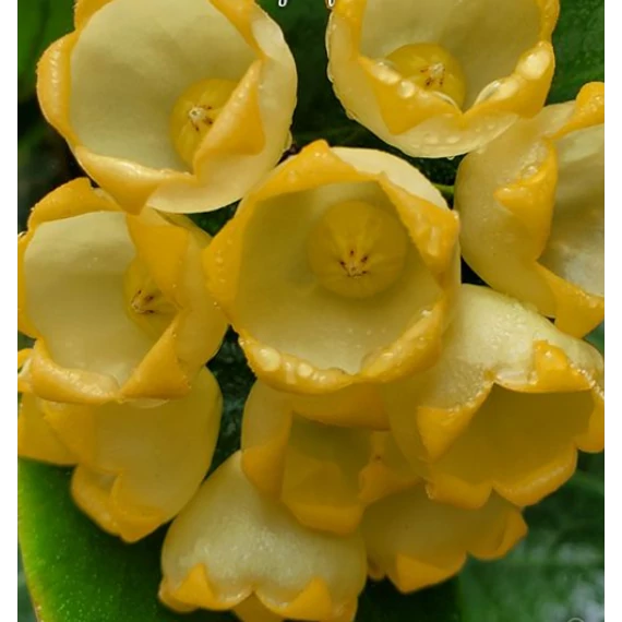 Hoya inflata