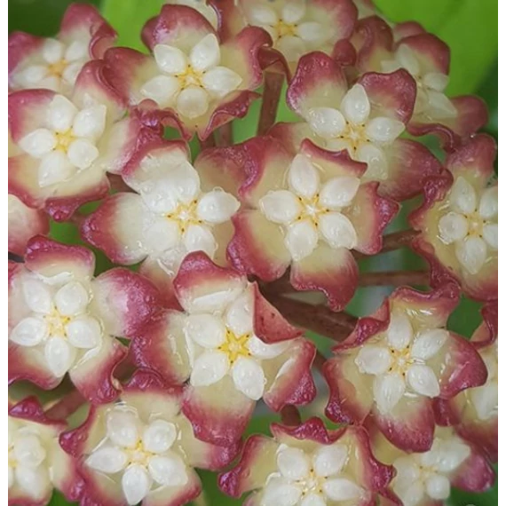 Hoya juannguoana