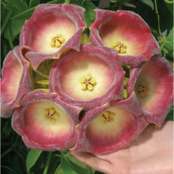 Hoya lauterbachii