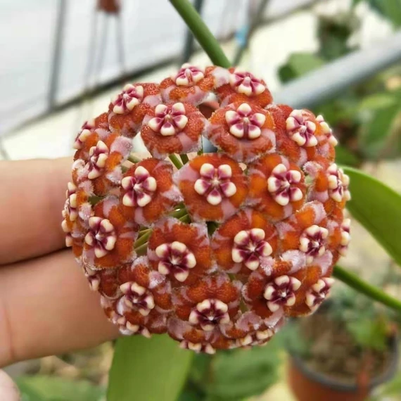 Hoya meliflua