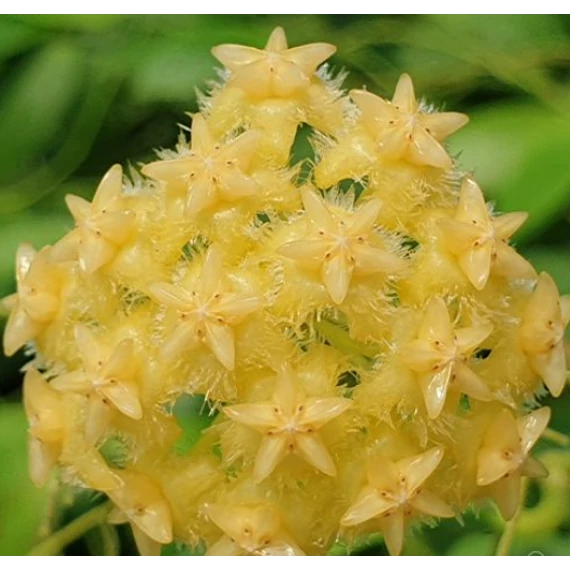 Hoya mindorensis 'Lite Yellow'