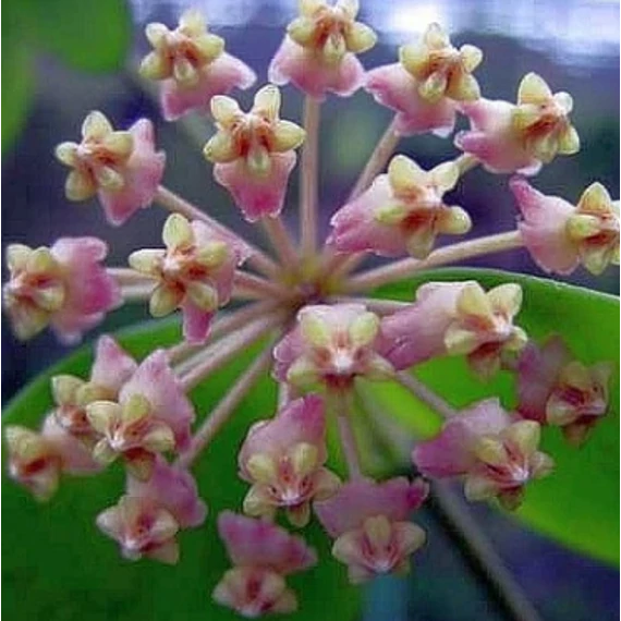Hoya myrmecopa 'Big leaves'