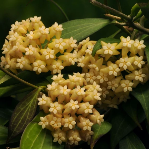 Hoya nicholsoniae