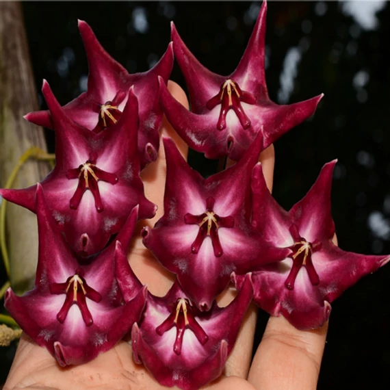Hoya onychoides