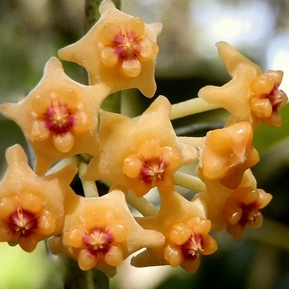 Hoya pandurata