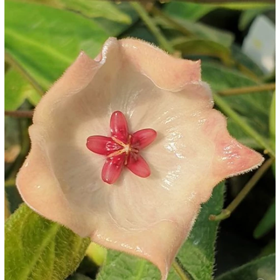 Hoya patella 'Pink'