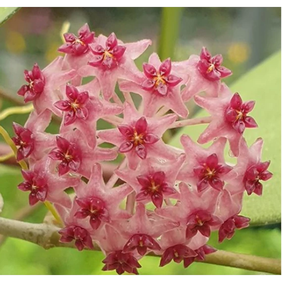 Hoya paulshirleyi