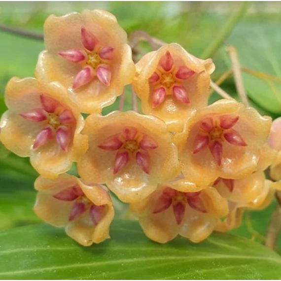 Hoya siariae 'Pink'